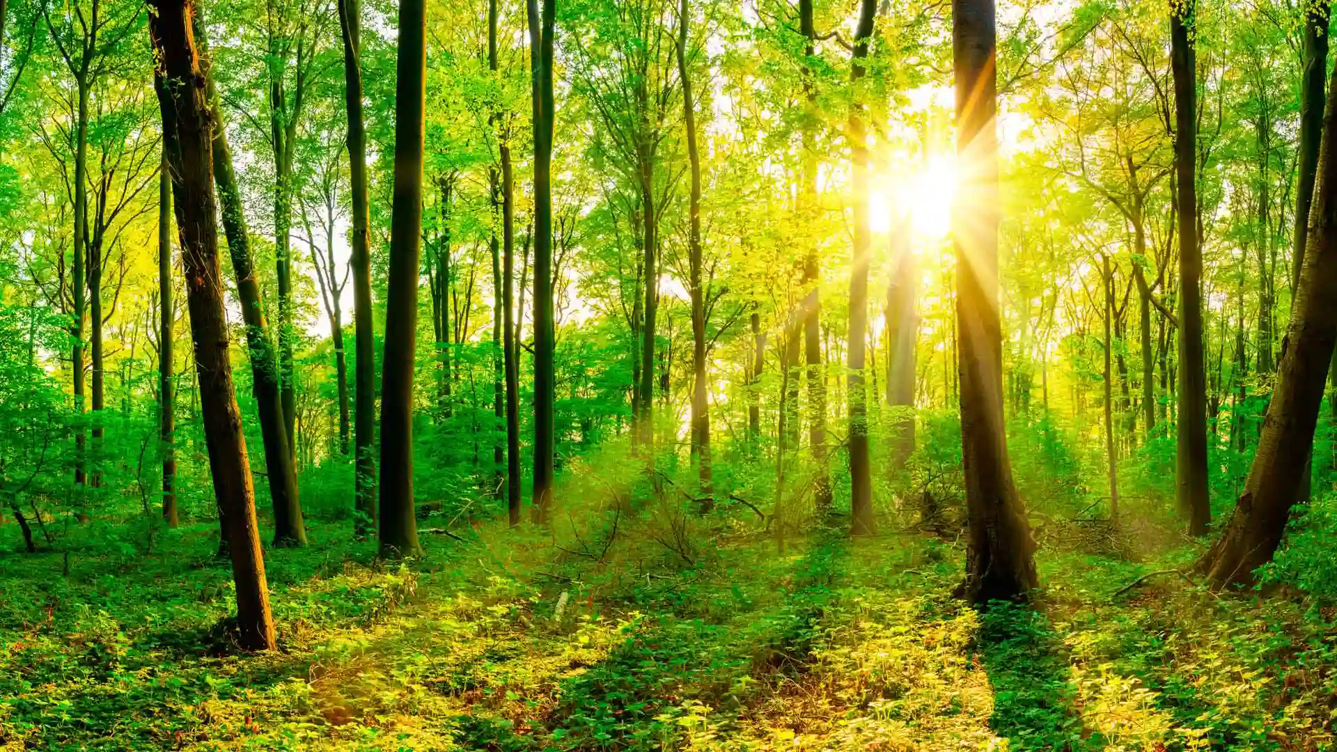 Nachhaltig Festbrennstoffe heizen mit IBC Gussheizkessel! Wald im Sonnenlicht